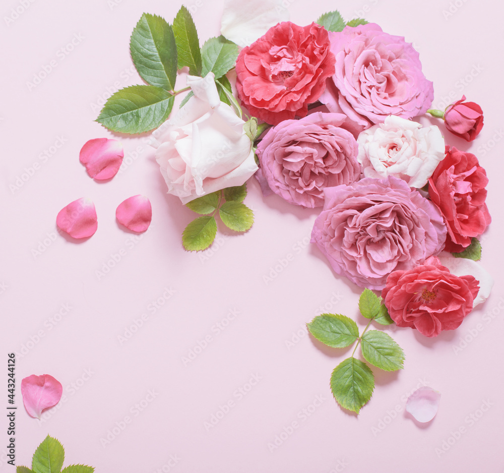 Fototapeta premium beautiful roses on pink paper background