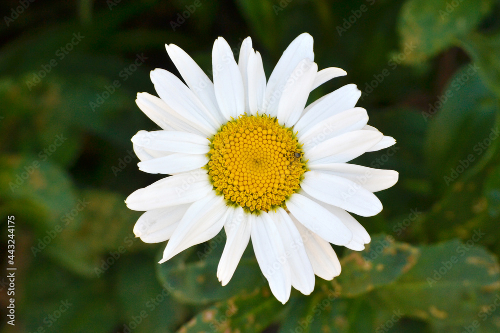 Una margarita de pétalos blancos contiene, en la zona central amarilla, un pequeño escarabajo que pasa desapercibido a simple vista, se aprecia un fuerte contraste de color con el fondo verde oscuro Una margarita de pétalos blancos contiene, en la zona central amarilla, un pequeño escarabajo que pasa desapercibido a simple vista, se aprecia un fuerte contraste de color con el fondo verde oscuro