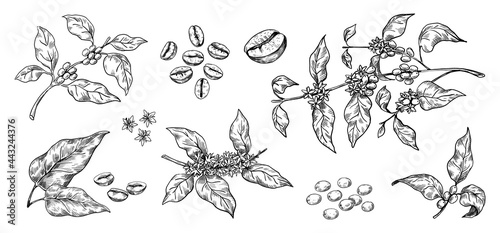 Coffee beans. Hand drawn Arabica tree branches with leaves and seeds. Tropical blooming plants. Black and white organic botanical collection. Vector natural decorative elements set