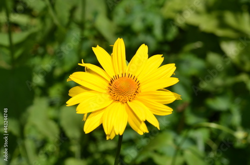 Yellow chamomile flower on a background of green flora.
