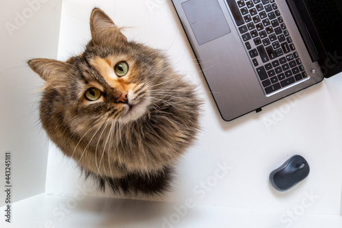 Fluffy cat sitting near the laptop and looking into the camera. Attentive pet waiting for a treat