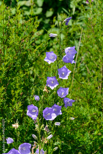 Campanule, campanule Carpatica photo