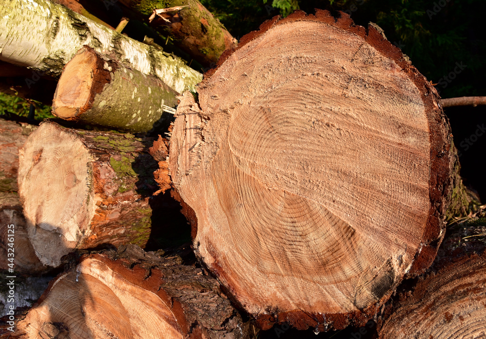 Wooden structure. Cross sectional cut end of log showing the pattern and texture created by the growth rings. Section through trunk of the wood. Annual ring on a sawn through tree. Wooden structure. Cross sectional cut end of log showing the pattern and texture created by the growth rings. Section through trunk of the wood. Annual ring on a sawn through tree.