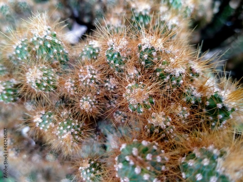 Cactus that grows with little branches squeezes tightly together.use for a background