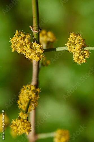 Blüten der Kornelkirsche (Cornus mas)	 photo