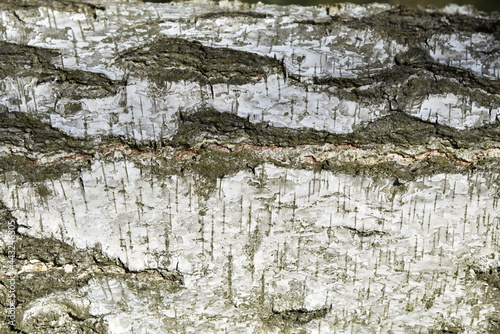 Natural background of the birch tree trunk bark. White wood texture