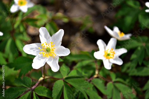 white and yellow flowers