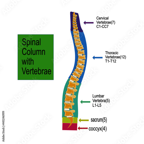 structure of back with vertebrae on white background, vector.