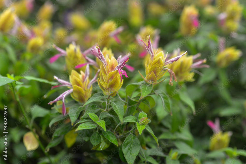 Fototapeta premium Plante crevette, Justicia brandegeeana 'Red Pinecone'