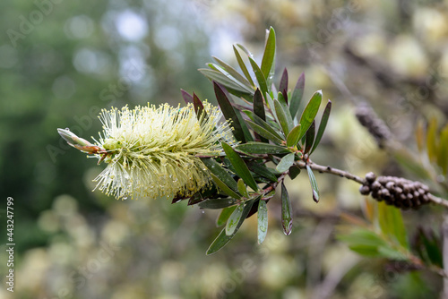 Rince bouteille, Alpine Bottlebrush, Callistemon pityoides photo