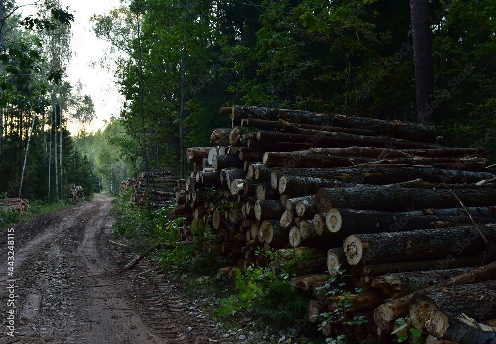 Piled pine tree logs  in forest. Stacks of cut wood. Wood logs, timber logging, industrial destruction. Forests illegal Disappearing. Environmetal concept, illegal deforestation and ecology