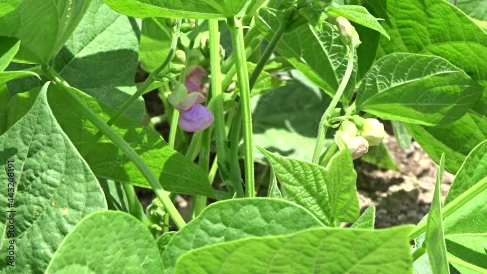 green bean plant blooming in the garden,bean close-up, green bean plant blooming in the garden,bean close-up,