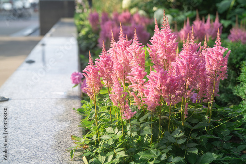 Beautiful Pink Astilbe in the morning 