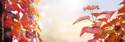 Autumn background with bright red leaves on a tree trunk. Picturesque autumn background  panorama