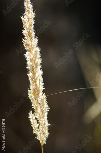 A dry blade of grass photo