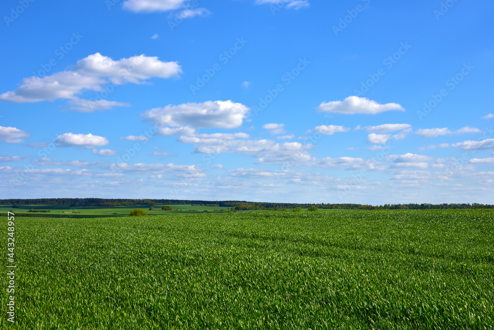 View of a green field in the countryside against a blue sky with clouds. Agriculture and farming concept. View of a green field in the countryside against a blue sky with clouds. Agriculture and farming concept.