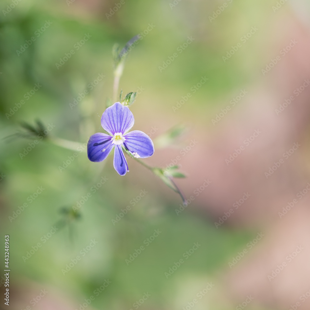 Closeup image of tiny purple Violet with pink and green background. Closeup image of tiny purple Violet with pink and green background.