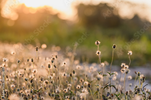 This is the grass flowers and light.