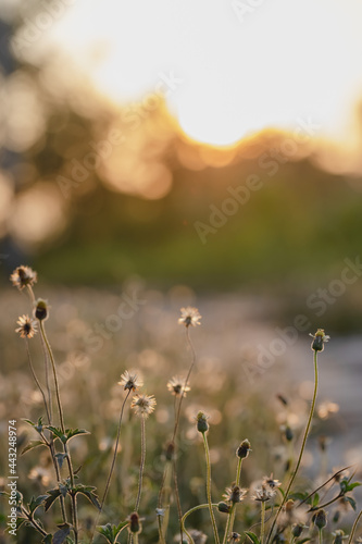 This is the grass flowers and light.