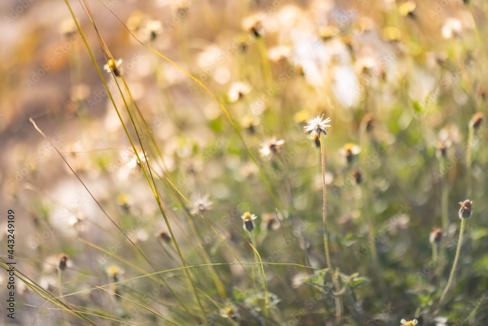 This is the grass flowers and light. This is the grass flowers and light.