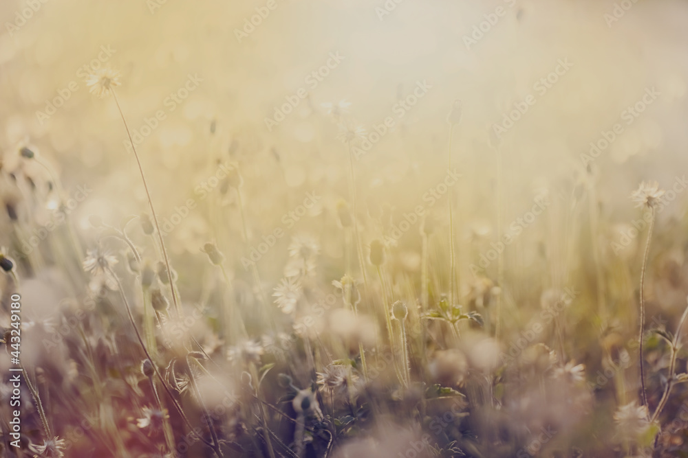 Obraz premium This is the grass flowers and light.