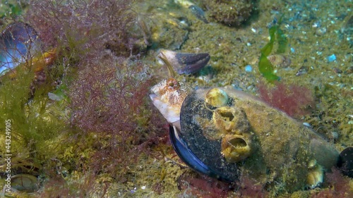 The tentacled blenny (Parablennius tentacularis), male in a mussel shell on a nest with eggs, Black Sea. photo