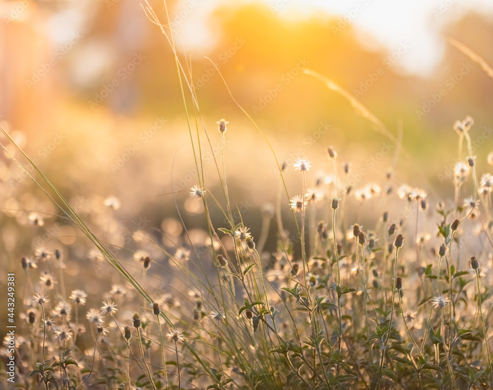 This is the grass flowers and light.