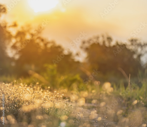 This is the grass flowers and light.