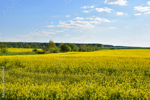 Countryside with yellow oilseed rape field on blue sky background.
