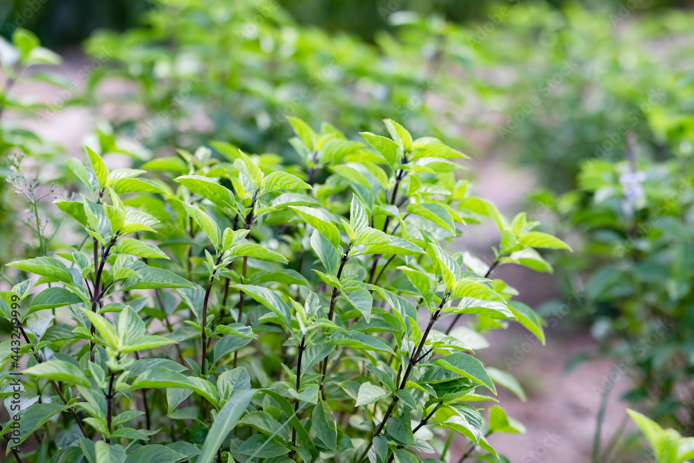 Obraz premium green leaves