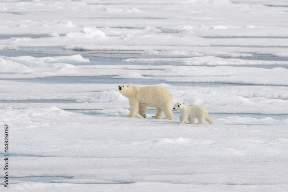 Wild polar bear (Ursus maritimus) mother and cub on the pack ice Wild polar bear (Ursus maritimus) mother and cub on the pack ice