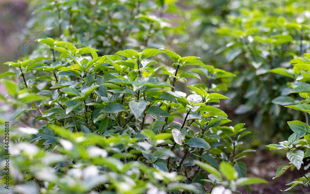 This is the green plant. This is the green plant.