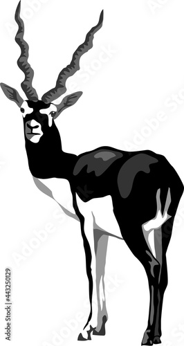 Blackbuck - greyscale vector illustration