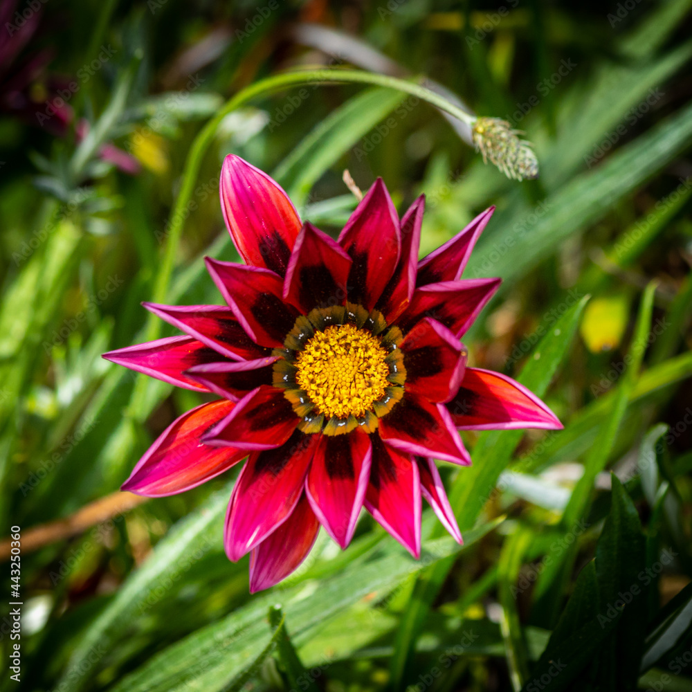 pink flower in the garden pink flower in the garden