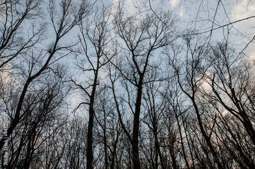 dark silhouettes of trees against the sky