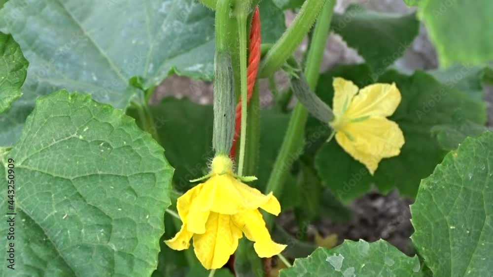 In the garden, cucumbers, cucumber plants bloomed and tiny cucumbers were formed,