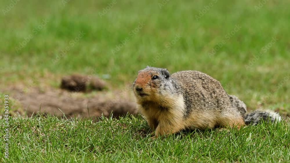 At the first ray of spring sunlight, a Columbian ground squirrel (Urocitellus columbianus) in E. C. Manning park, British Columbia, Canada looking out of the entrance of its burrow after a long winter At the first ray of spring sunlight, a Columbian ground squirrel (Urocitellus columbianus) in E. C. Manning park, British Columbia, Canada looking out of the entrance of its burrow after a long winter