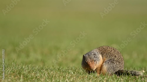 At the first ray of spring sunlight, a Columbian ground squirrel (Urocitellus columbianus) in E. C. Manning park, British Columbia, Canada looking out of the entrance of its burrow after a long winter photo