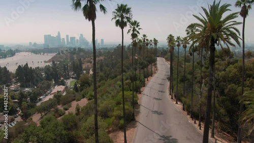 Aerial: Palm trees in Elysian Park, Los Angeles, California, USA photo