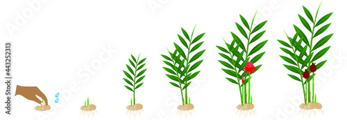 Cycle growth of etlingera ginger plant from the rhizome on a white background.