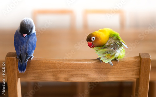 リビングで寛ぐボタンインコ