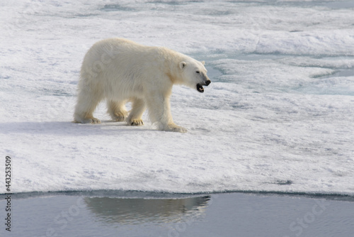 Polar bear (Ursus maritimus) on the pack ice north of Spitsbergen Island, Svalbard with reflection