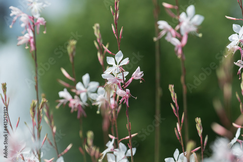 pink and white flowers on a bokeh abstract background © eugen