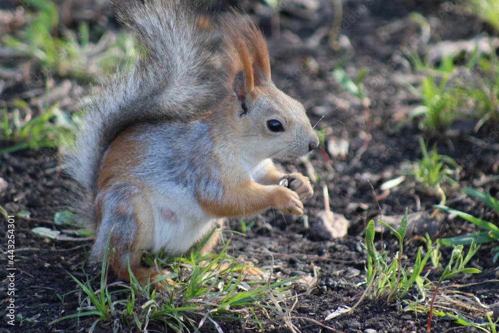 squirrel eating nut squirrel eating nut