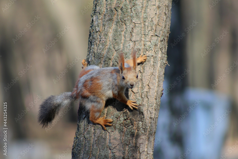 squirrel on a tree squirrel on a tree