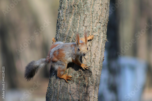 squirrel on a tree © Elena