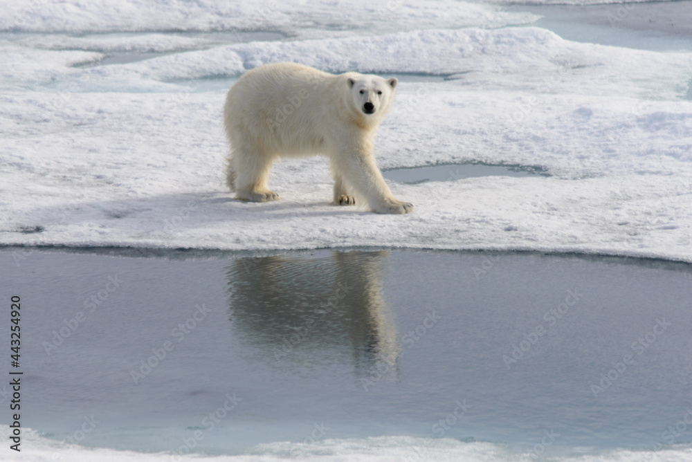 Polar bear (Ursus maritimus) on the pack ice north of Spitsbergen Island, Svalbard with reflection Polar bear (Ursus maritimus) on the pack ice north of Spitsbergen Island, Svalbard with reflection