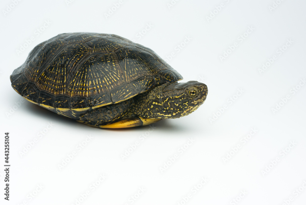 European marsh turtle isolated on white background European marsh turtle isolated on white background
