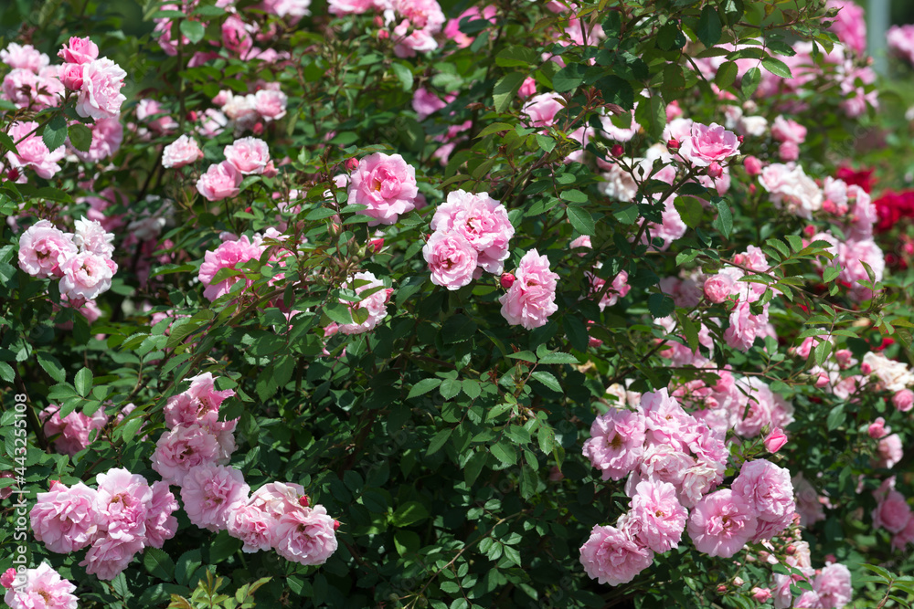 pink roses in a rose garden
