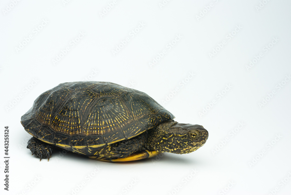 European marsh turtle isolated on white background European marsh turtle isolated on white background